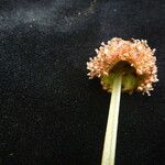 Lecanthus peduncularis Цвят