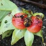 Drymonia serrulata Flor
