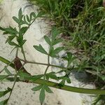 Peucedanum oreoselinum Leaf