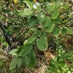 Prunus brigantina Folha