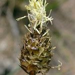 Carex breweri Blomst
