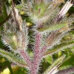 Echium italicum Koor