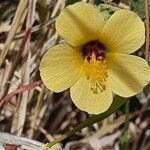 Pavonia burchellii Flower
