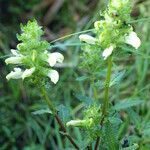 Pedicularis lanceolata Habit