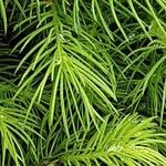 Picea laxa Folha