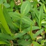 Alysicarpus vaginalis Leaf