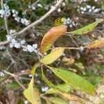 Myrica ceriferaᱥᱟᱠᱟᱢ