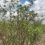 Mundulea sericea Habit