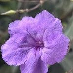 Ruellia simplex 花