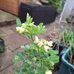 Coronilla valentina Blüte