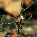 Dianthus nudiflorus Other