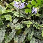 Plectranthus rosulatus Staniste