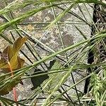 Bromus diandrus പുറംതൊലി