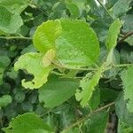 Cordia monoica Hoja