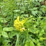 Euphorbia palustris Kvet
