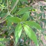 Vitex negundo Folha