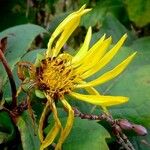 Inula helenium Flower