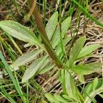 Valeriana dioica পাতা