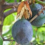 Passiflora ligularis Fruit