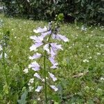 Salvia lyrata Flors