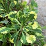 Saxifraga cuneifolia Лист