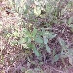 Salvia mellifera Blad