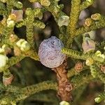 Juniperus osteosperma Fruto