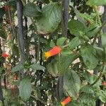 Manettia luteorubra Flor