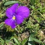 Viola calcarata Συνήθη χαρακτηριστικά