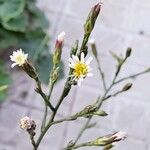 Symphyotrichum subulatumফুল