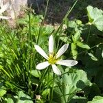 Zephyranthes candida Flower