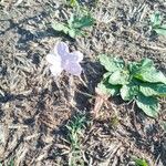 Ruellia humilis Leaf