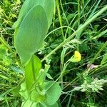 Lathyrus aphaca Costuma