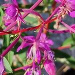 Epilobium angustifoliumÕis