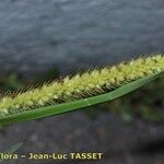 Setaria parviflora Lorea