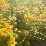 Sedum kimnachii Агульны выгляд