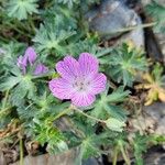 Geranium subargenteum പുഷ്പം