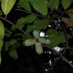 Uvariodendron molundense Fruto