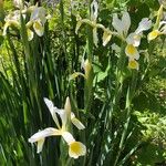 Iris orientalis ফুল