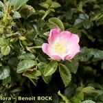 Rosa × dumetorum Otro