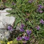 Oxytropis jacquinii Hábito