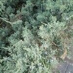 Juniperus horizontalis Lehti
