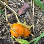 Mandragora officinarum Fruit