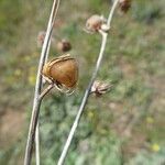 Helianthemum ledifolium Плод