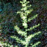 Asparagus setaceus Leaf