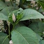 Phytolacca esculenta 葉