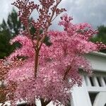 Filipendula rubra Flower