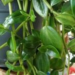 Peperomia rotundifolia Ліст