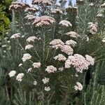 Ozothamnus rosmarinifolius Flor