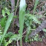 Flagellaria indica Leaf